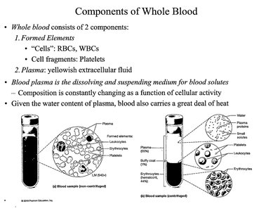 Blood sample tubes showing plasma and formed elements