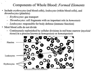 Blood smear showing platelets, leukocytes, erythrocytes