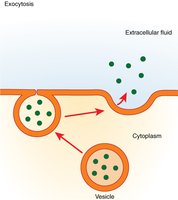 Exocytosis: vesicle releasing contents outside the cell