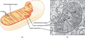 Structure of mitochondrion