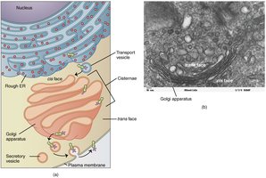 Structure of Golgi apparatus