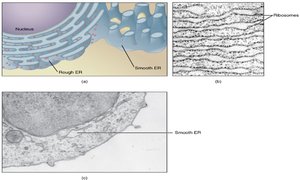Rough and smooth endoplasmic reticulum