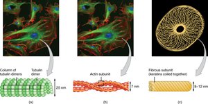 Types of cytoskeletal filaments: microtubules, microfilaments, intermediate filaments