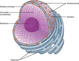 Structure of the nucleus and nucleolus
