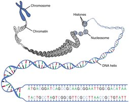 Chromatin structure: DNA, nucleosomes, and chromosomes