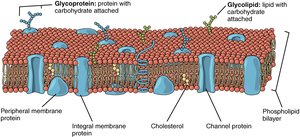 Structure of the plasma membrane showing phospholipid bilayer, proteins, cholesterol, and carbohydrates