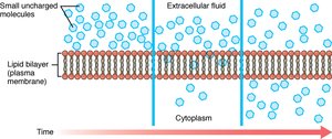 Simple diffusion of small uncharged molecules across the lipid bilayer