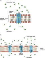 Facilitated diffusion via channel and carrier proteins