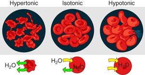 Red blood cells in hypertonic, isotonic, and hypotonic solutions