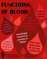Functions of blood infographic
