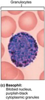 Basophil cell