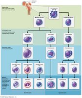 Leukopoiesis lineage chart