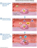 Extrinsic pathway of coagulation