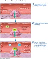 Common pathway of coagulation