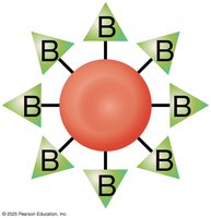 Type B blood antigen