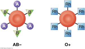 AB- and O+ blood antigens