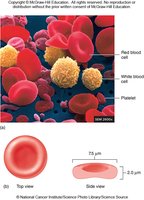 Red blood cell and hemoglobin