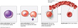 Erythropoiesis stages