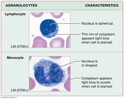 Agranulocyte types and characteristics
