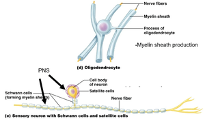Oligodendrocytes and Schwann cells forming myelin sheaths