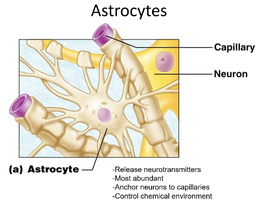 Astrocyte structure and function