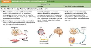 Comparison of structural classes of neurons