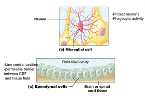 Microglial and ependymal cells