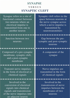 Comparison of synapse and synaptic cleft