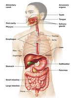 Diagram of the digestive system showing alimentary canal and accessory organs