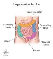 Diagram of the large intestine and colon divisions