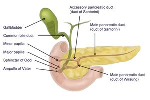 Diagram of pancreas and biliary ducts