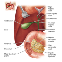 Diagram of liver, gallbladder, and bile ducts