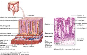 Diagram and micrograph of large intestine mucosa and submucosa