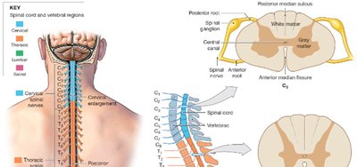 Spinal cord regions, cross-sections, and enlargements
