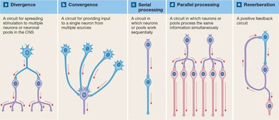 Neural circuit patterns: divergence, convergence, serial, parallel, reverberation