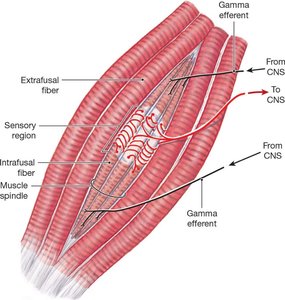 Muscle spindle structure in stretch reflex