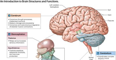 Introduction to brain structures and functions
