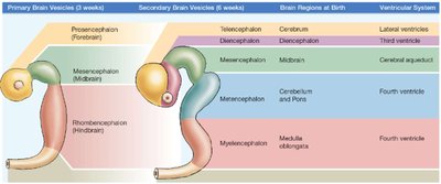 Brain vesicle development and ventricular system
