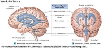 Ventricular system of the brain