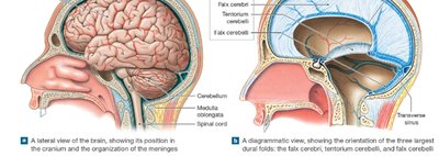 Dural folds and venous sinuses