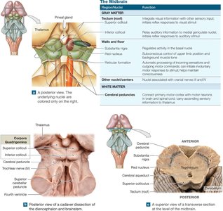 Midbrain, red nucleus, and substantia nigra