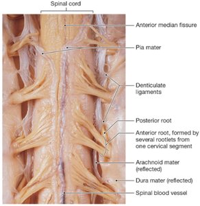 Dissection of spinal cord and meninges