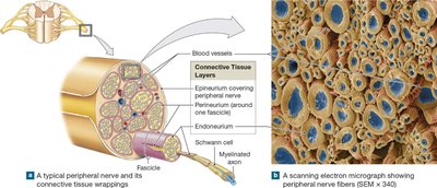 Peripheral nerve structure and micrograph