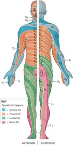 Dermatomes of the body