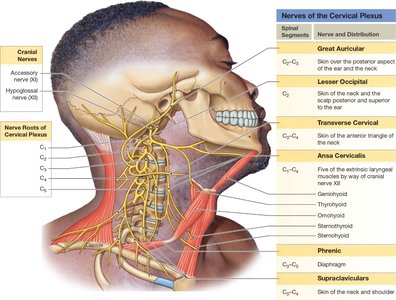 Cervical plexus and its nerves