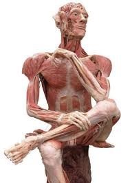 Dissected human figure showing muscles and anatomical structures