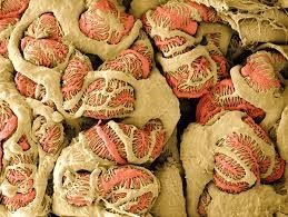 Microscopic view of tissue structure