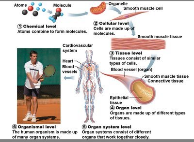 Diagram showing the levels of structural organization in the human body