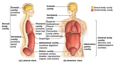 Diagram of dorsal and ventral body cavities