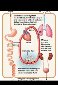Diagram showing interrelationships between organ systems
